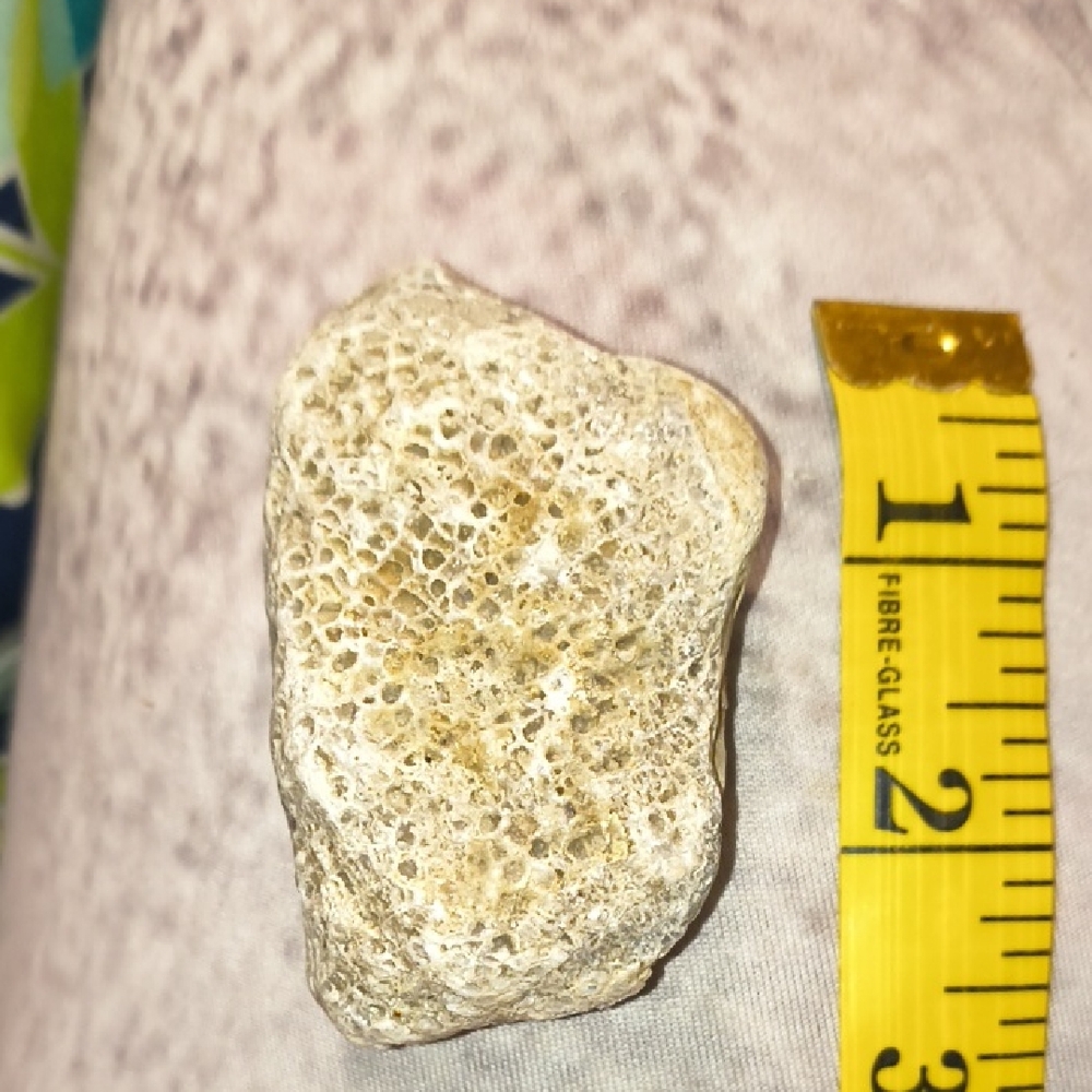 Cool Fossil